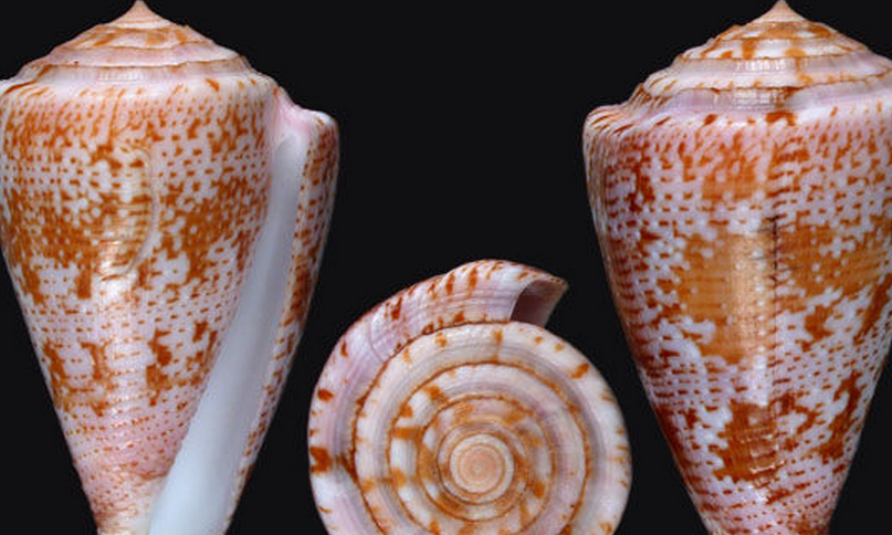  p>紫金芋螺是 a>新腹足目 /a> a>芋螺科 /a>的一种生物.