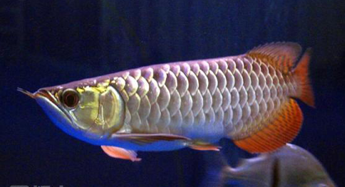  p>美丽硬仆骨舌鱼(学名: i>scleropages formosus /i>):又名 a