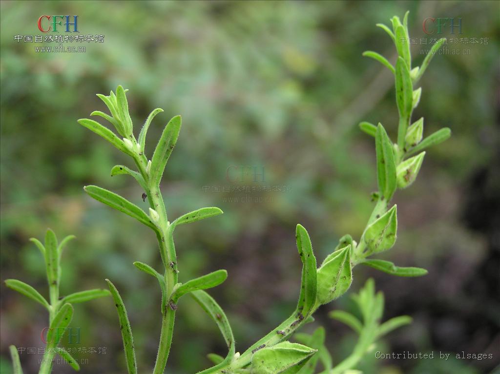  p>翅茎草属,pterygiella oliv, a href="#" data-lemmaid="8596528">