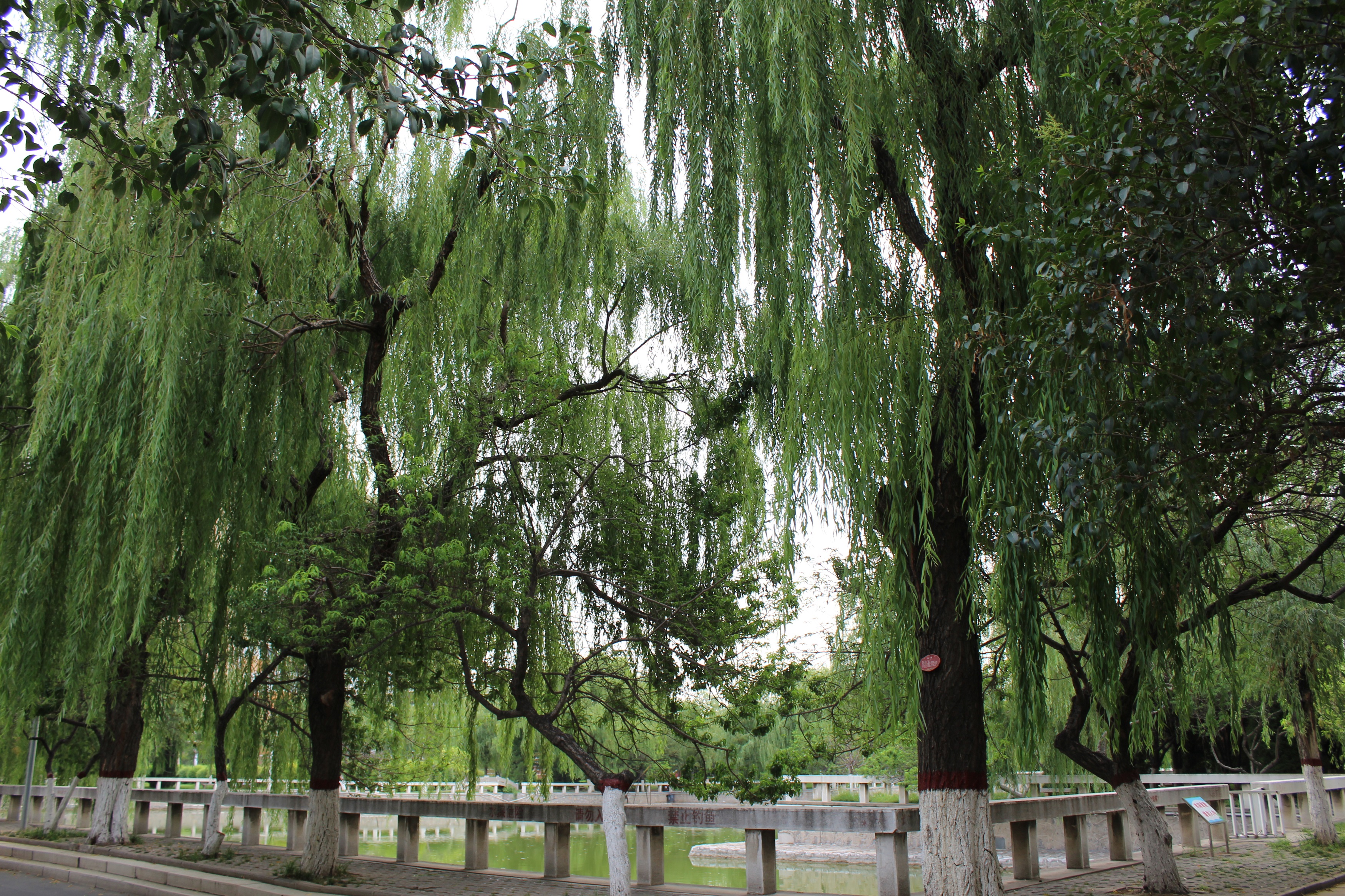  p>垂柳(学名: i>salix&nbsp;babylonica /i>&nbsp;l.