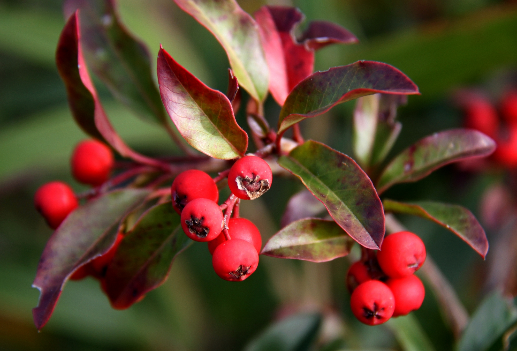 是蔷薇科红果树属灌木或小乔木植物.