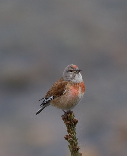  p>赤胸朱顶雀(学名: i>linaria cannabina /i>):为 a href="#" data