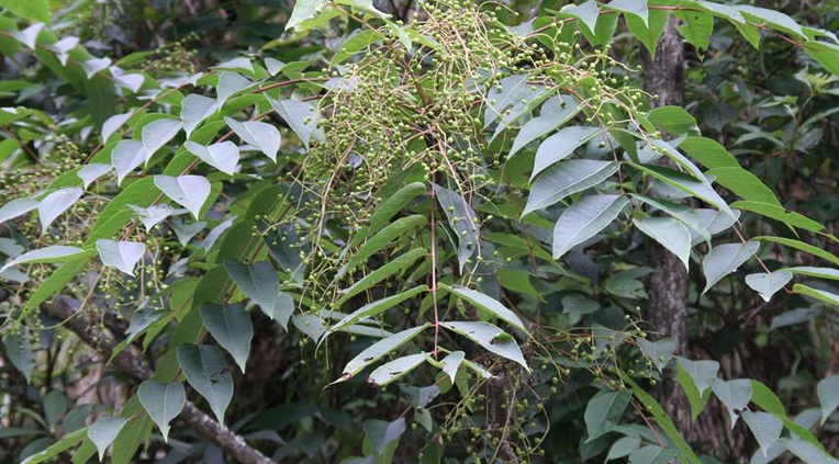  p>漆树科(拉丁学名:anacardiaceae), a>双子叶植物纲 /a> a>蔷薇亚纲