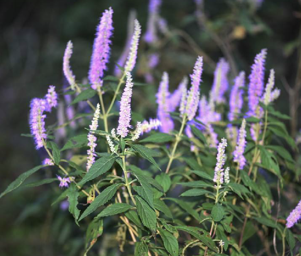 是唇形科香薷属植物.直立半灌木,高0.7-1.7米.