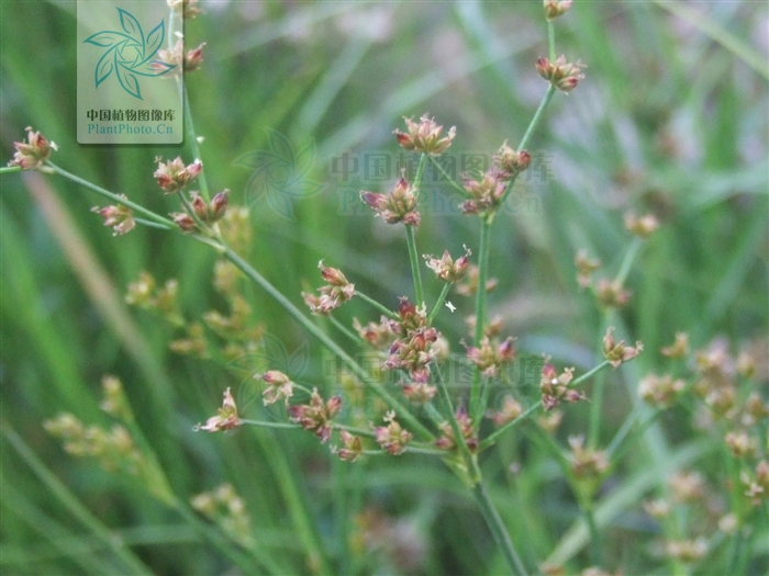  p>扁茎灯心草为 a href="#" data-lemmaid="14075437">扁茎组 /a>