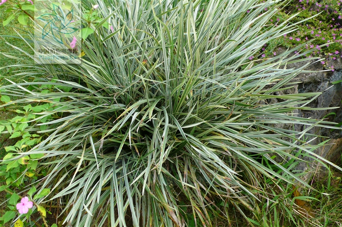  p>间型沿阶草(学名: i>ophiopogon intermedius d.