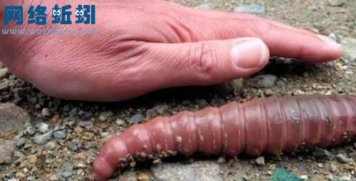 异形魔怪3tremors3:backtoperfection(2001)