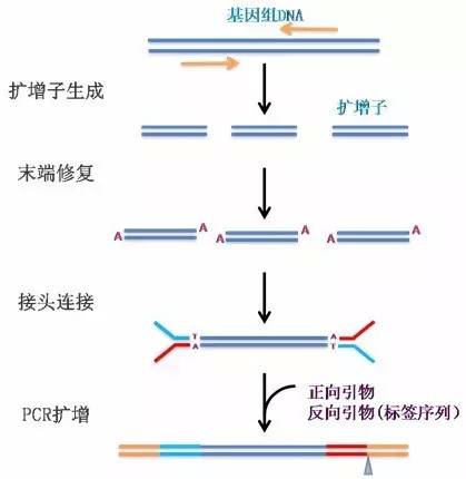 扩增子_百度百科