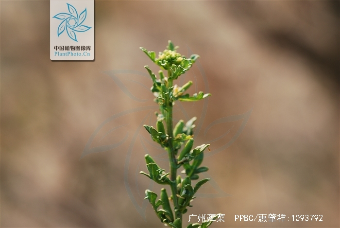  p>广州蔊菜(学名:rorippa cantoniensis (lour.