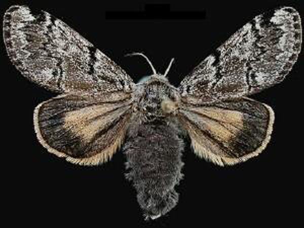  p>北极灯蛾, i>gynaephora rossii /i> (curtis, 1835),灯蛾科灯蛾属