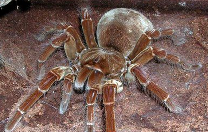 亚马逊巨人食鸟蛛