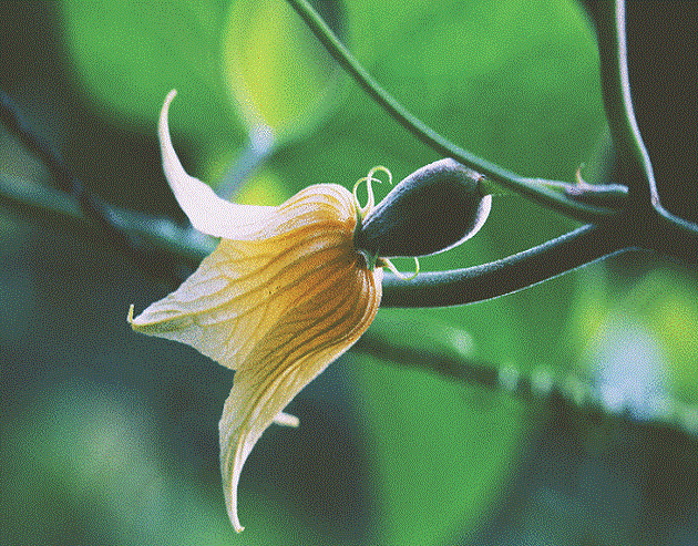  p>罗汉果花单性, a target="_blank" href="/item/雌雄异株/10102253