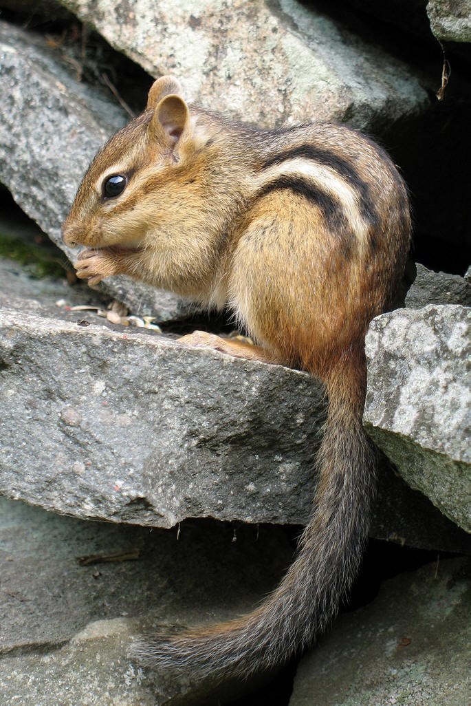  p>花鼠(学名: i>tamias sibiricus /i>)别名桦鼠子,五道眉,花狸棒, a
