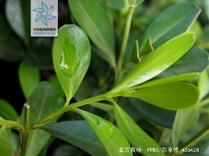 灌木,高3-4米;枝圆柱形;小枝四棱形,被短柔毛,后变无毛.