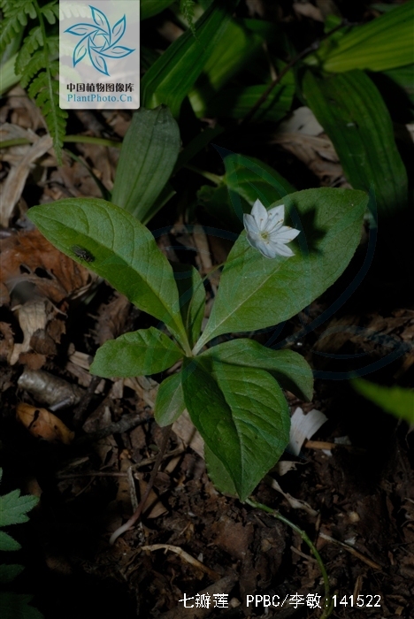  p>七瓣莲(学名:trientalis europaea)为 a href="#" data-lemmaid="