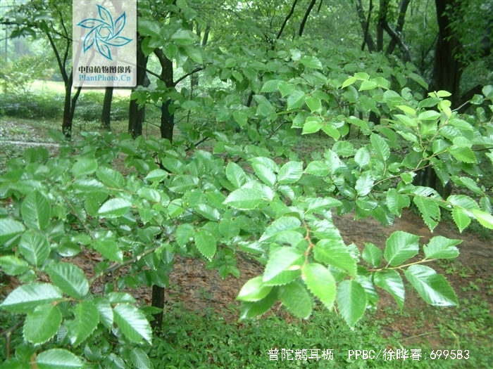  p>普陀鹅耳枥(学名: i>carpinus putoensis /i> cheng)是桦木科,鹅耳