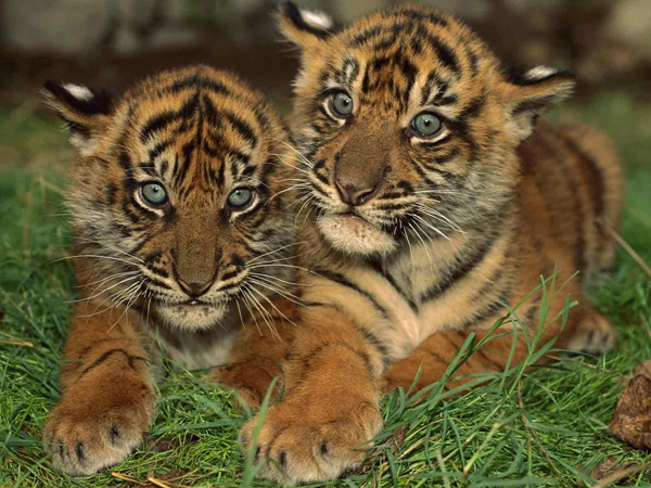  p>国兽( b>national animals /b>):与 a href