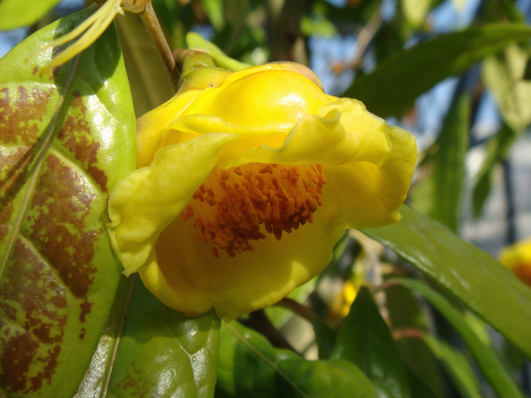  p>龙州金花茶(学名: i>camellia lungzhouensis /i> luo)是山茶科