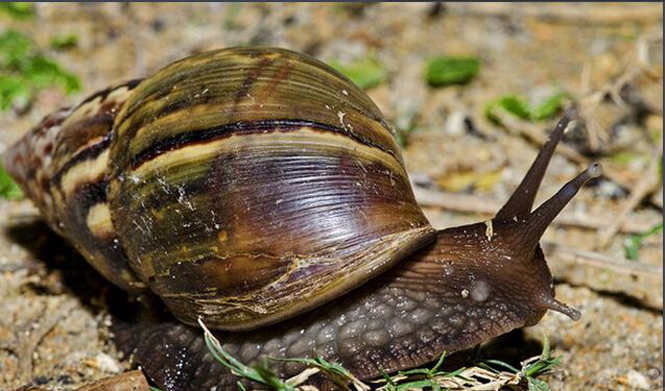  p>夏威夷蜗牛是一类色彩鲜艳的 a href="#" data-lemmaid="34857">