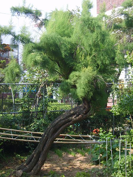 红柳盆景,红柳植物_文秘苑图库