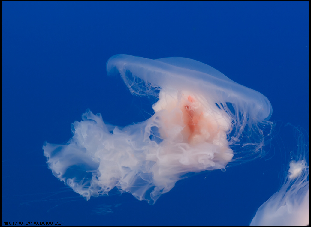  p>海蜇又名 a target="_blank" href="/item/水母/1961" data-lemma