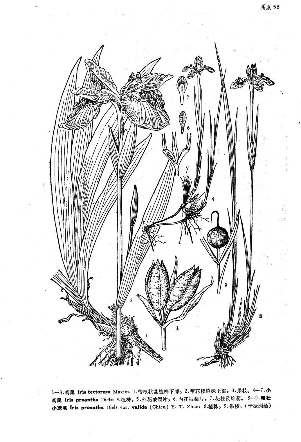 blank" href="/item/鸢尾">鸢尾花是鸢尾属植物