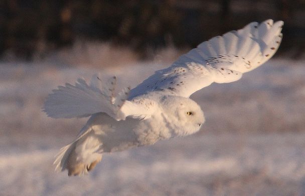 科,雕鸮属的一种大型 a target="_blank" href="/item/猫头鹰/74037"