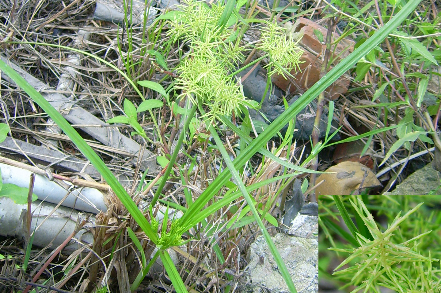  p>香附,中药名.为莎草科植物莎草的干燥根茎.