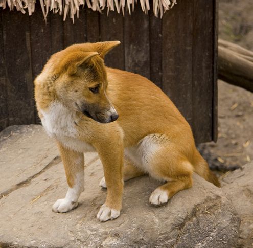 新几内亚歌唱犬