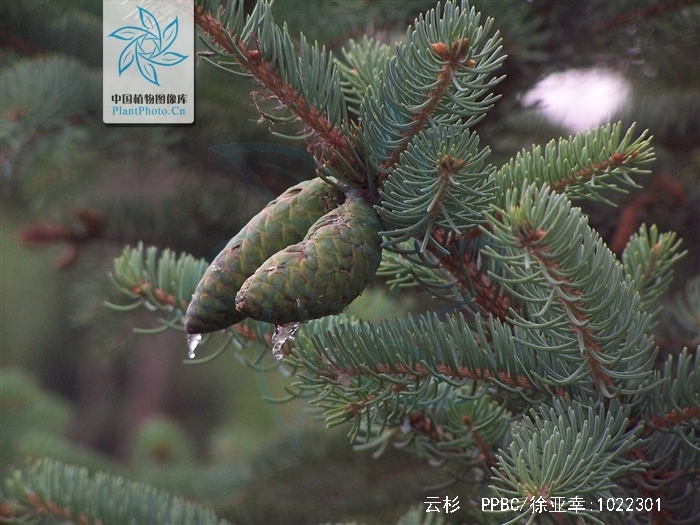  p>云杉(拉丁学名:picea asperata mast.)别名茂县云杉,茂县杉等.