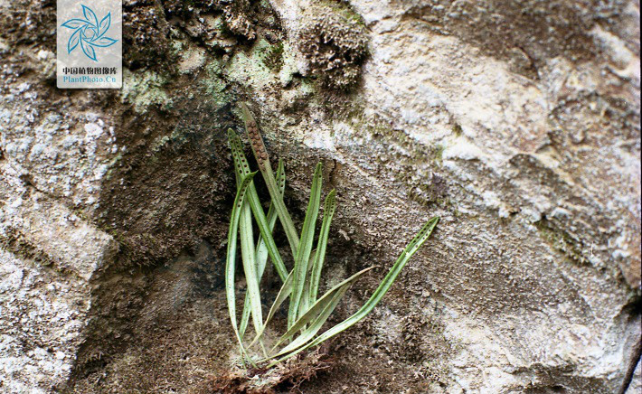  p> b>扭瓦韦 /b>(学名: i> b>lepisorus contortus /b> /i>)为水龙