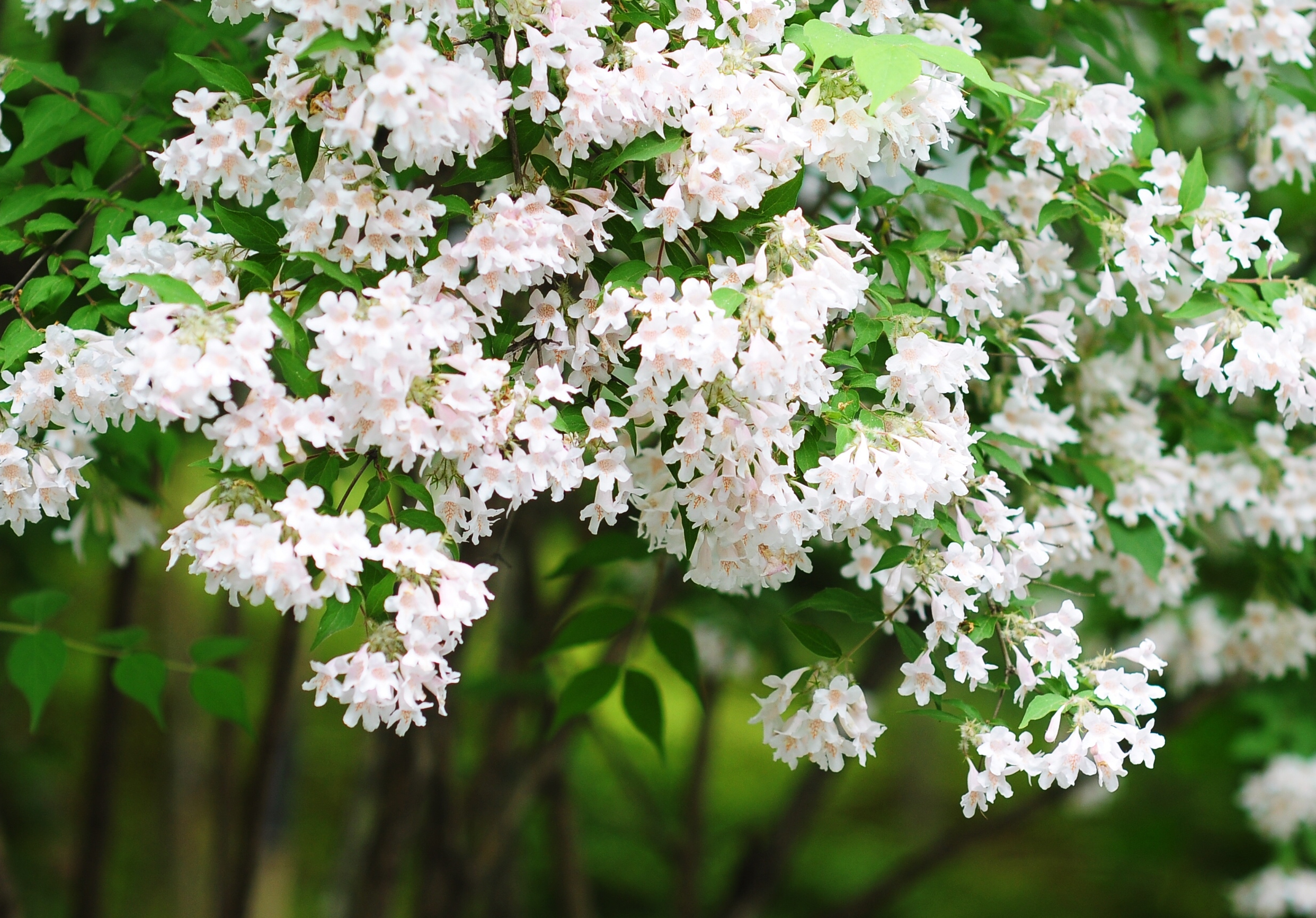 kolkwitzia amabilis graebn .