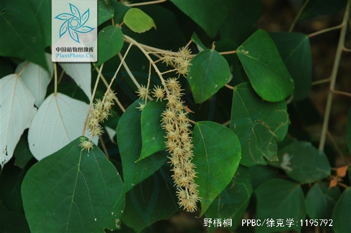 为大戟科植物野梧桐 i>mallotus japonicus /i> (thunb.) muell. arg.