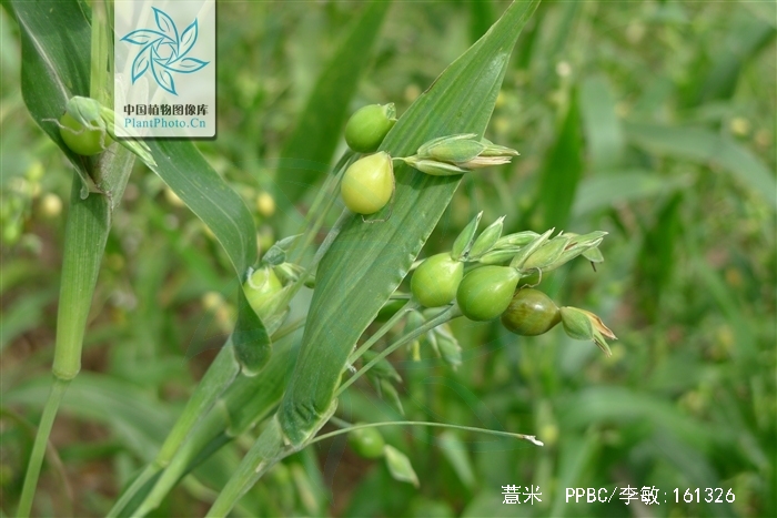 id="gnsw4xdiw4">薏仁(coix seed)为薏苡的干燥成熟种仁,又名薏米,药