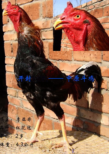 中原斗鸡外观漂亮,长相规整,遗传稳定,斗性顽强,打腿快,准,狠,打