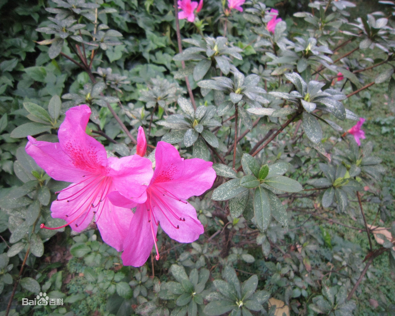  p> a target="_blank" href="/item/杜鹃花">杜鹃花 /a>,别名:山踯躅