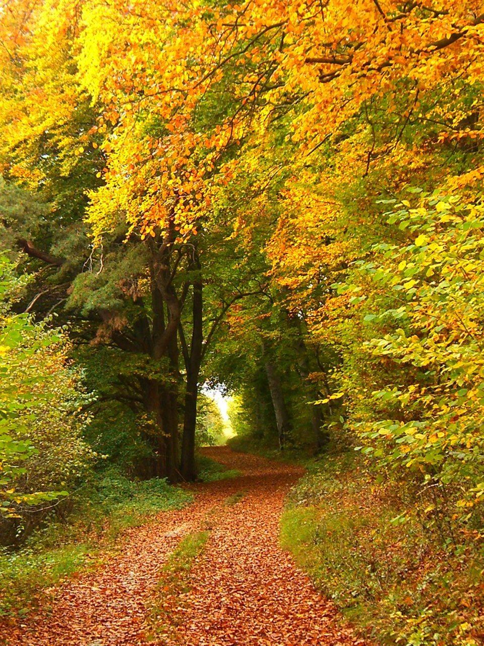 z94cv">落叶阔叶林是 a target="_blank" href="/item/温带/1696780"