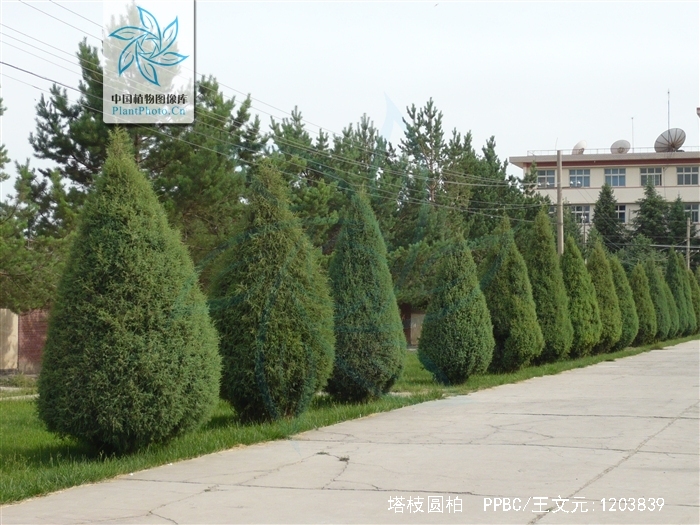  p>塔枝圆柏(学名: i>juniperus komarovii  /i>florin)是柏科刺柏属