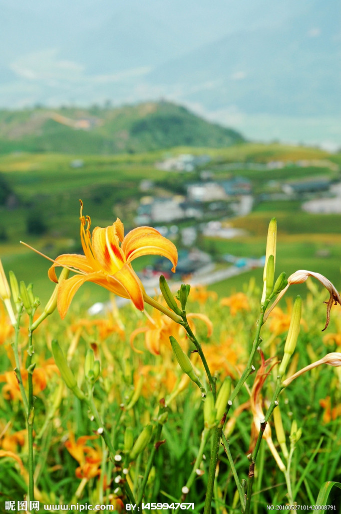  p>黄花菜(学名: i>hemerocallis citrina /i> baroni;英文名:daylily
