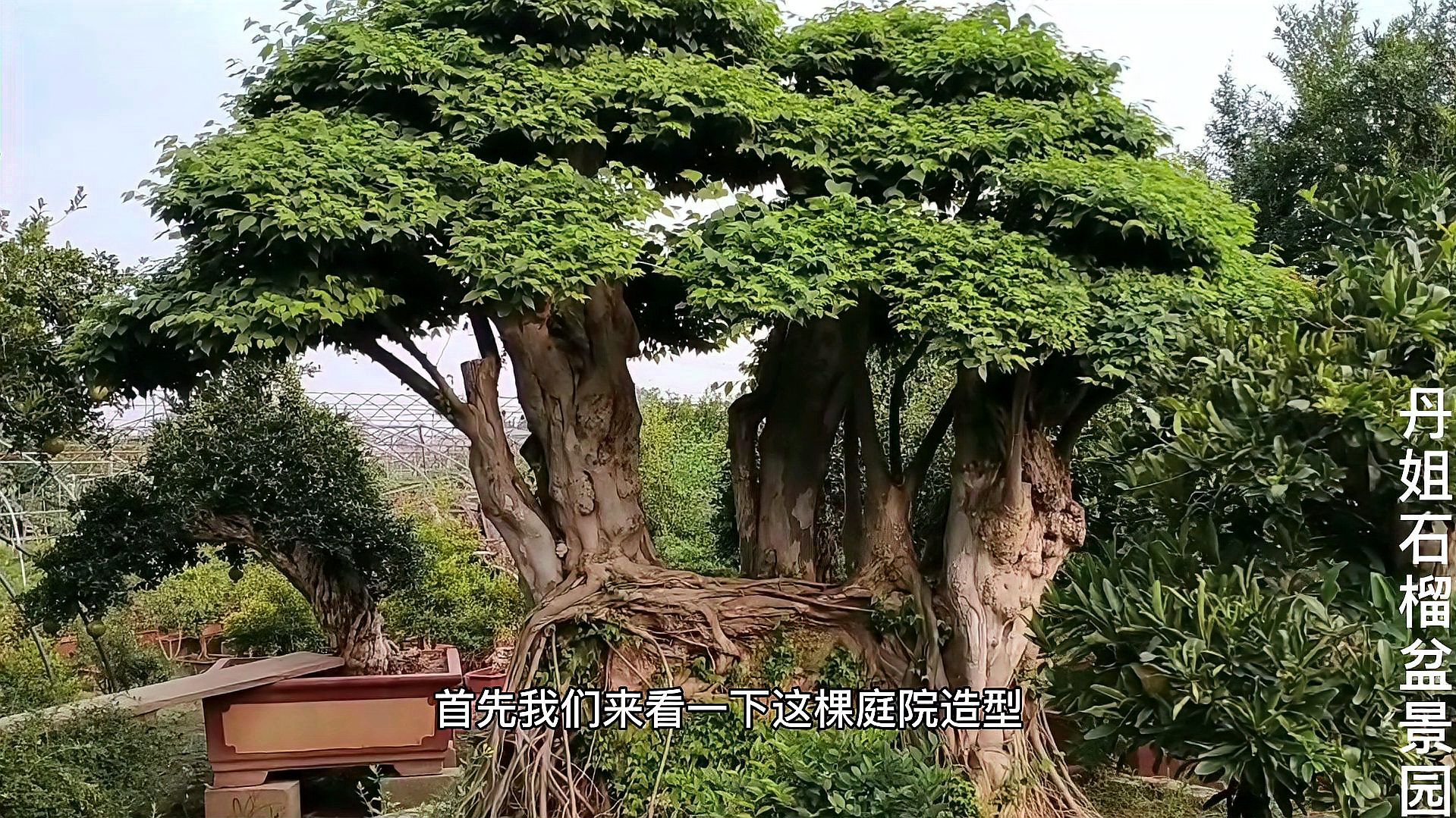 百年青檀造型树即壮观又漂亮，今天带大家一起来欣赏一下吧！_科星球_百度百科