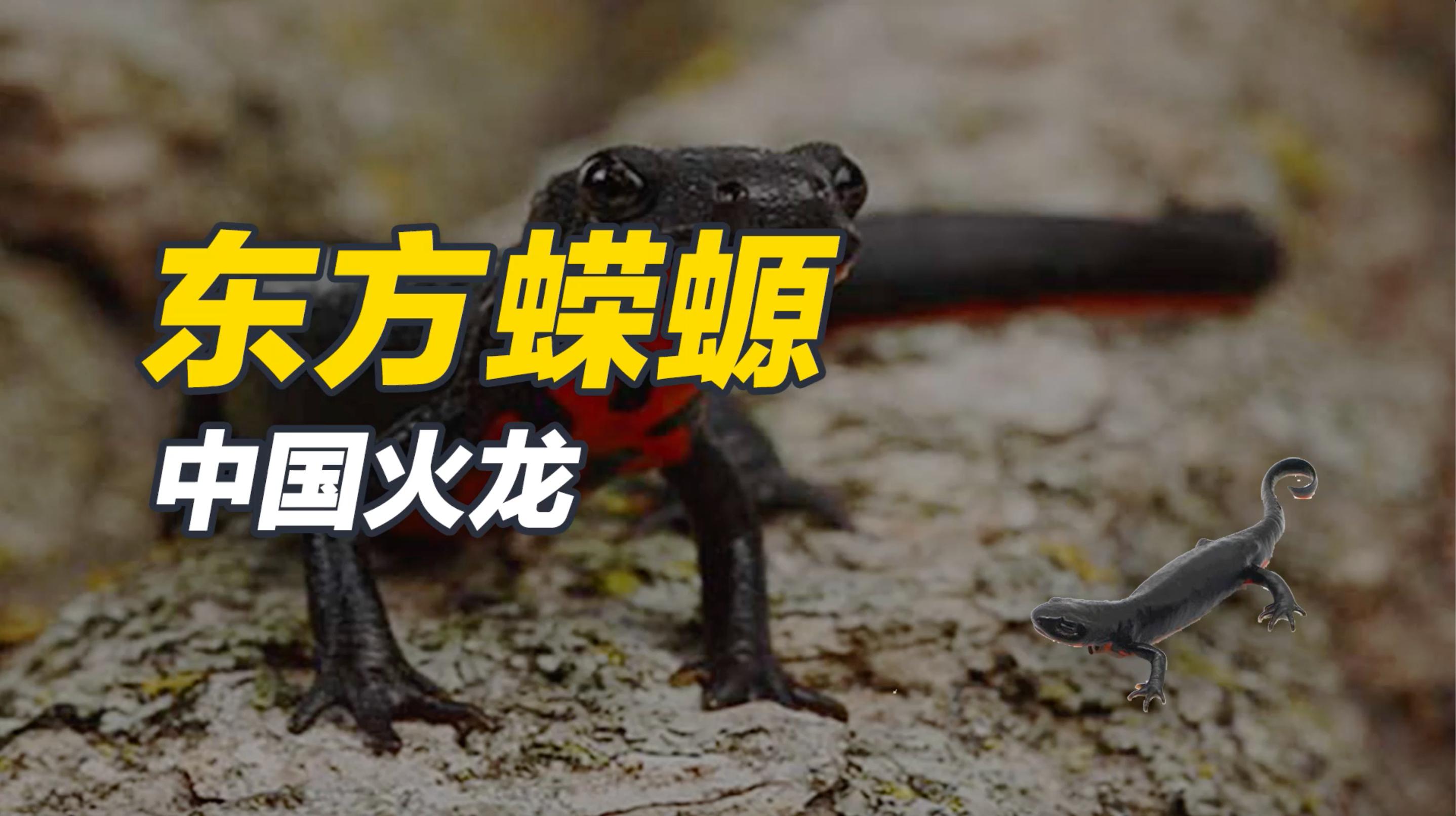 东方蝾螈——中国火龙
