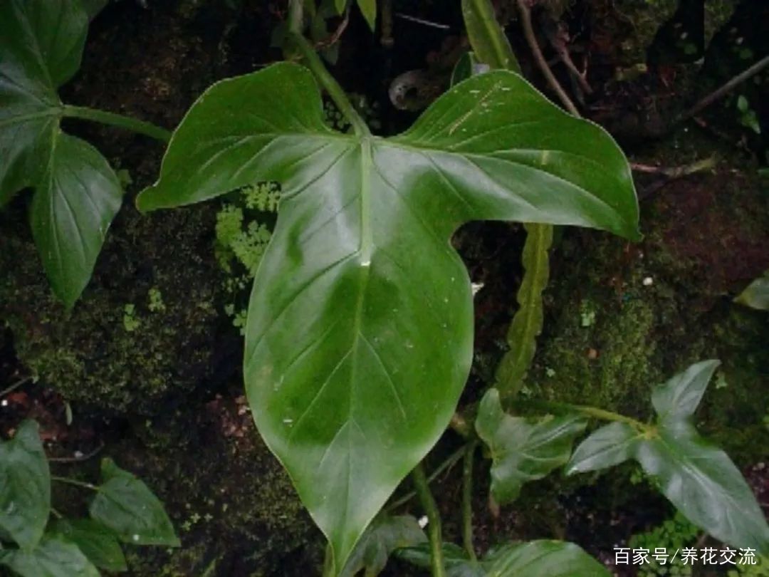 蔓绿绒品种大全 这观叶植物这么好养 总有一种适合你 百科ta说