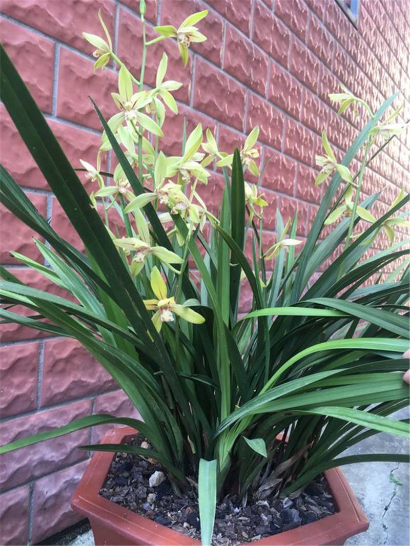 春季给兰花分株，多做“1件事”，成活率至少高5倍，还能提前开花_百科TA说