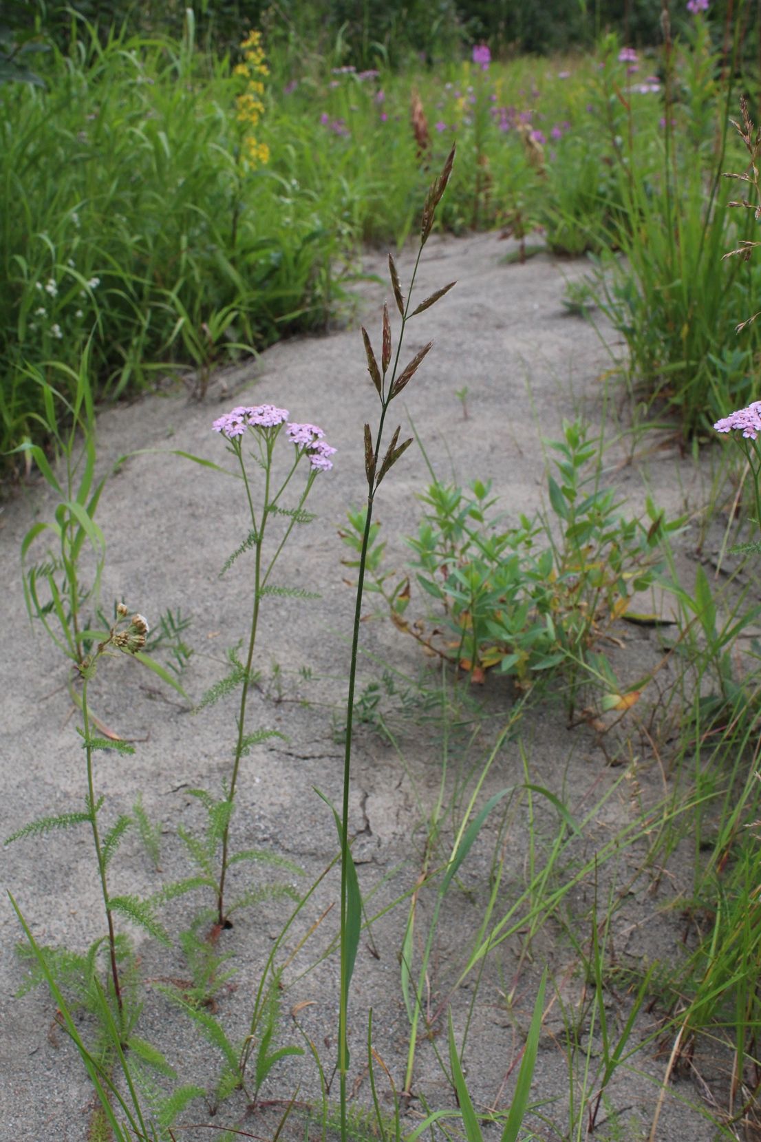  p>耐酸草(学名: i>bromus pumpellianus /i> scribn.