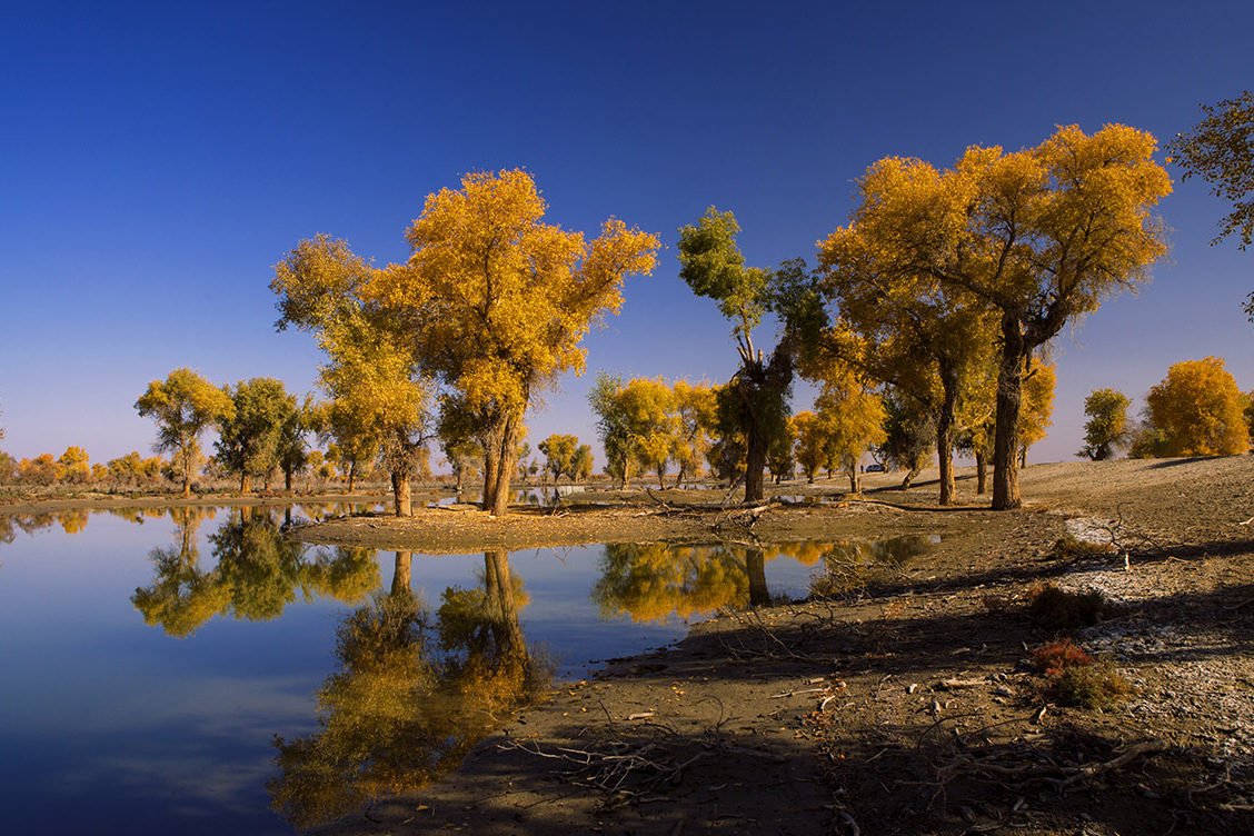 塔里木胡杨岛