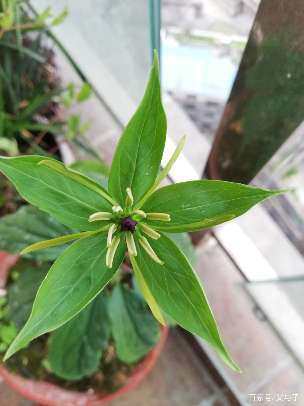 七叶一枝花，又叫一把伞_百科TA说