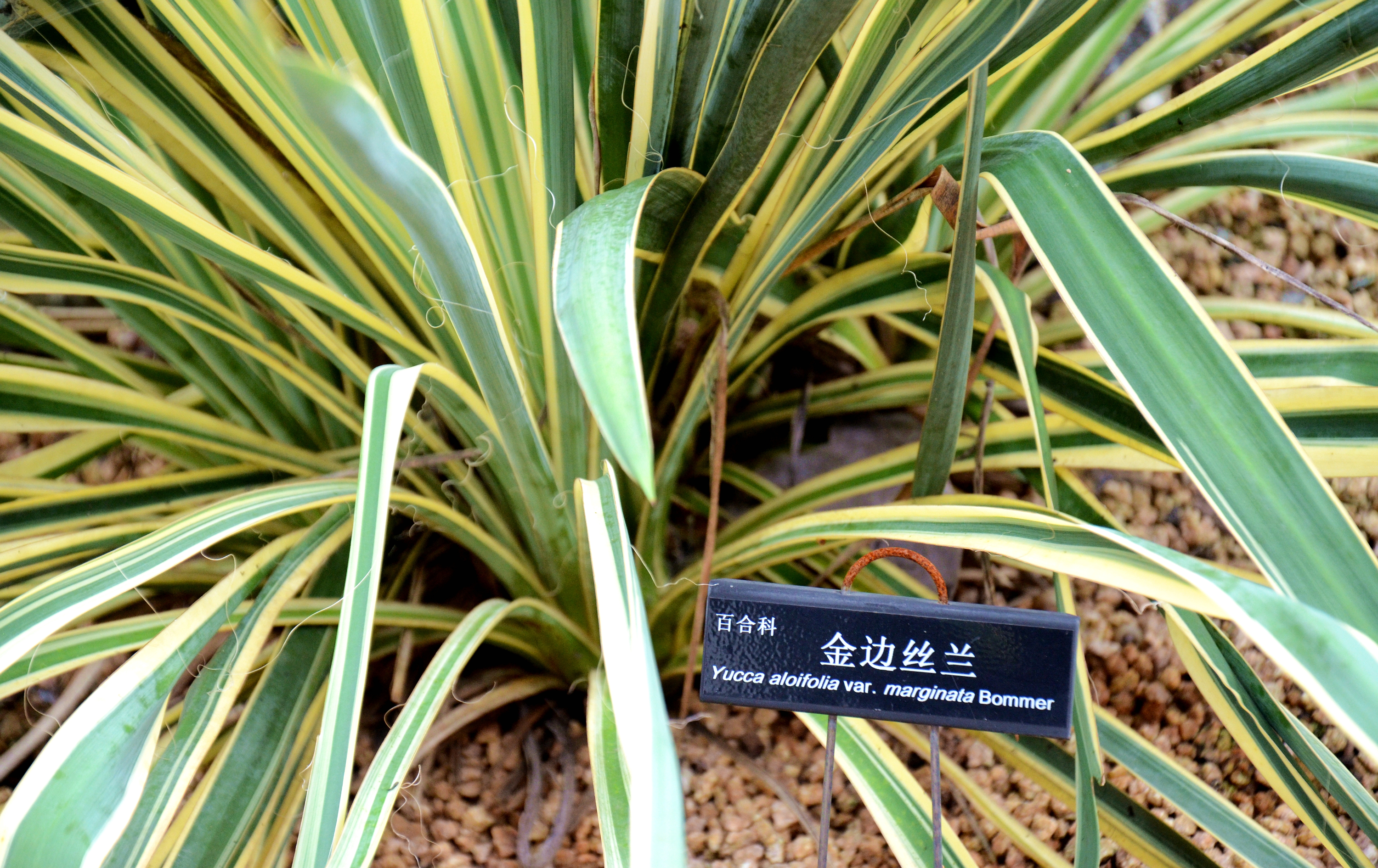 金边丝兰