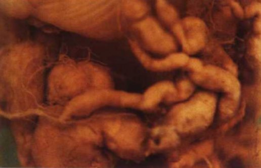  p data-id="gnfafzvr6k">大白菜根肿病是由芸薹根肿菌引起的,发生在 