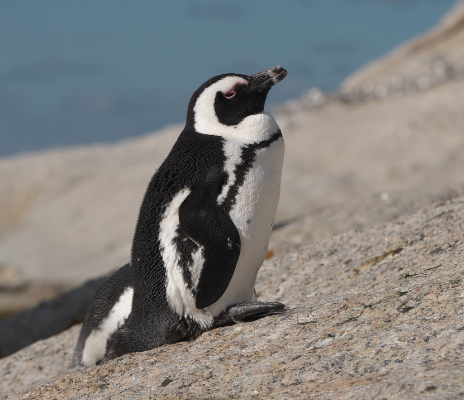  p>斑嘴环企鹅(学名: i>spheniscus demersus /i>):是鸟纲,企鹅科,环