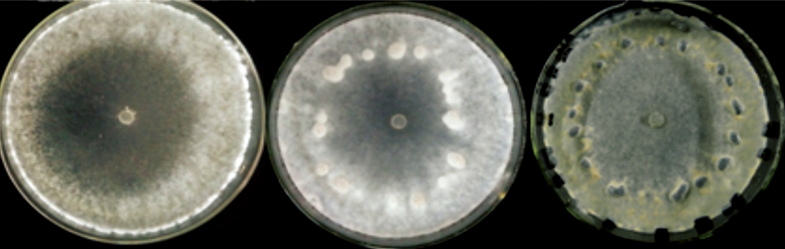  p>大白菜菌核病是由核盘菌引起的,发生在 a target="_blank" href="